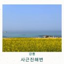 봄나루 농장 | 강릉 사근진해변 유채꽃 예쁜 바다 힐링 당일여행