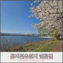 소양강댐노인복지관 | 춘천 벚꽃 명소 공지천 벚꽃길, 주차·춘천사이로248·석사천 튤립까지 완벽 정리