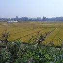 수원-0184 이미지