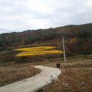 봉정사국화마을 이미지