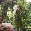 두라농장 이미지