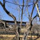 25년 심은 어린매실나무-와룡매 용흥사홍매 이미지