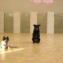 퍼피엔젤스 이미지