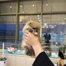 부산강아지분양 디몽 광안리본점 이미지