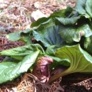 눈을 녹이는 식물 ---앉은부채(skunk cabbage) 이미지