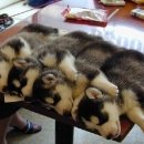 베이비독 이미지