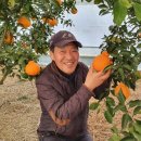 농민의집 | 전남 진도군에서 한라봉 농사를 짓고 계신 고재일 농민의 과원입니다. #야무진 사용후기