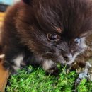 베이비멍 이미지