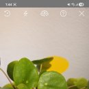 페페로미아 이미지