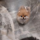 쇼독(Show dog) 이미지