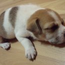 나의 강아지 이미지