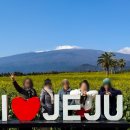 카니발 | 제주도승합차투어 카니발렌트 비용 예약 후기