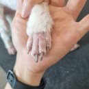 비주얼펫살롱 이미지