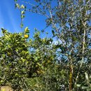 우주농장 이미지