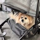 럭스펫케어 | 강아지유모차 추천 낫쏘빅 아로아3 럭스그레이로 선택한 이유, 실사용 솔직 리뷰