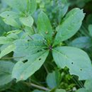 두메송하마을 이미지