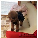 루비앙스 | 러브잇 원피스&루비앙스 원피스 블랙 착용샷이 왔어요~