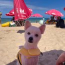 양양 발렌타인 애견펜션 이미지