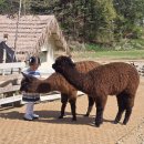 현기농장 | 4월의 나들이 가평양떼목장 일요일 오픈런 후기 (ft. 할인, 주차, 카페)