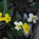 들꽃나라 이미지