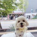 시크펫 그루밍 이미지