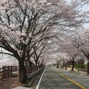 봉산 벚꽃길 경남연합일보