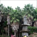 제주 올레길 7코스 이미지