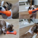 퍼피몽몽 이미지