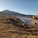 죽림1로가로수 이미지