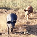 꿀꿀이목장 이미지