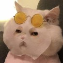 스카이피자