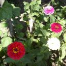 왕언니네 이미지