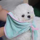 망토 두른 강아지 이미지