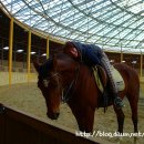 안산승마클럽 이미지