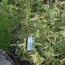 무늬향등골 (Eupatorium fortunei 'Pink Frost') 이미지