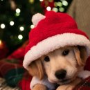 파티가는 댕댕이 이미지