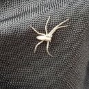 사시골천 이미지