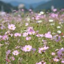 가야금튕겨보기 이미지