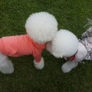 도그카페 Daum카페