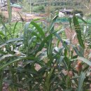 영천남부공인중개사사무소 이미지