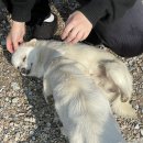 카페포내리