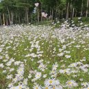 수레 Daum카페
