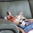 다정한동물메디컬센터 이미지