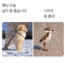 뿅뿅김밥 이미지