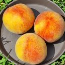 용택농장 이미지