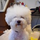 그루밍 펫 뷰티샵 이미지