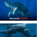 세계 최초로 포착된 혹등고래 교미 장면.jpg 이미지