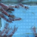 삼구회포장센터 티스토리