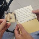 Dr.남동물병원 | 인천 소래동물병원 퇴원선물 스피츠 노견 강아지 십자인대 수술(TPLO) 입원 후기|내돈내산