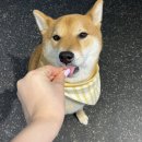 신당애견프라자
